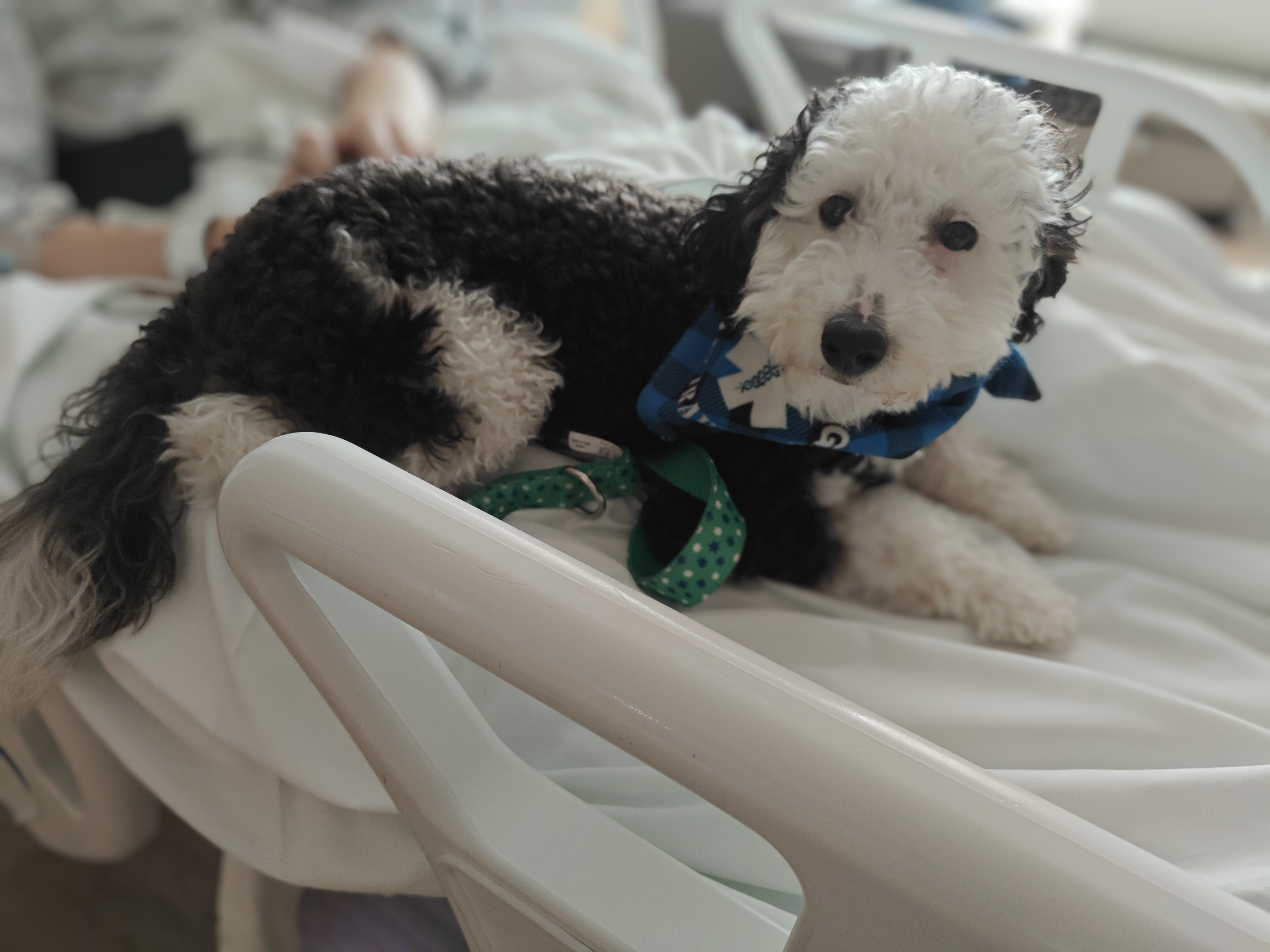 Pepper the Therapy Pup